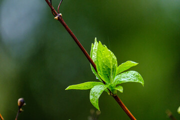 wet spring tree leaves on neutral green blur background