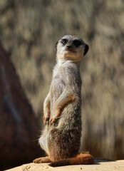 suricate