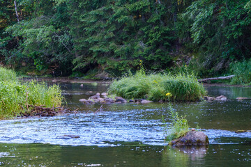 scenic summer river view in forest with green foliage tree leaf and low water