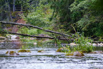 scenic summer river view in forest with green foliage tree leaf and low water