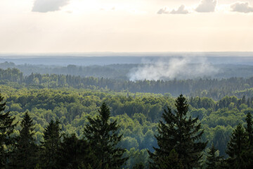forest view from above with fog