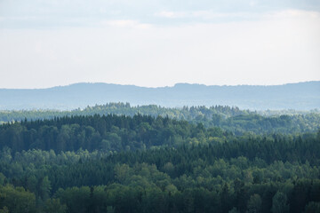 forest view from above with fog