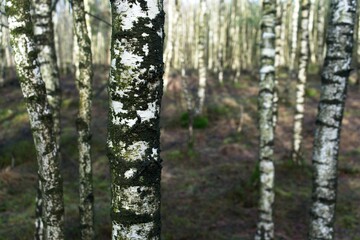 Ede Netherlands - 21 January 2018 - Birch forest in nature reserve Planken Wambuis near Ede in the Netherlands