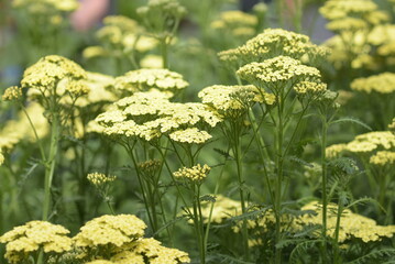 gelbe Schafgarbe © Tanya