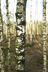 Fototapeta premium Ede Netherlands - 21 January 2018 - Birch forest in nature reserve Planken Wambuis near Ede in the Netherlands