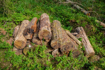 pile of old log wood in countryside