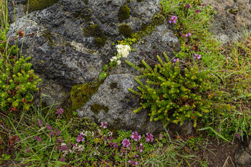Hike from Arnarstapi to the Stone Bridge in the south of Iceland