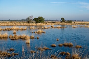 Wet grasslands in National Park Hoge Veluwe in the Netherlands