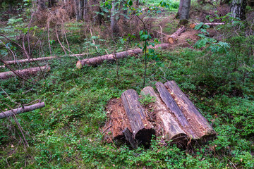 Fototapeta premium pile of old log wood in countryside