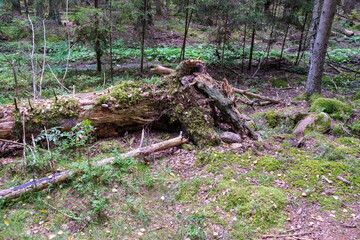 pile of old log wood in countryside