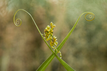 All about spesies mantis borneo island