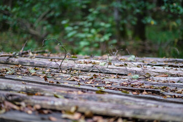 pile of old log wood in countryside