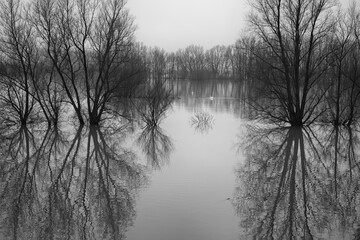 Wageningen Netherlands - 12 January 2018 - High water in river Rhine in flood plains of Wageningen in the Netherlands