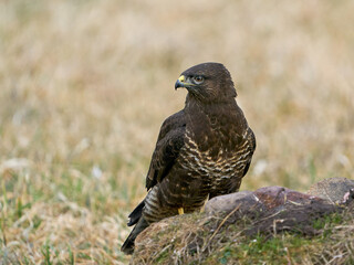 Common buzzard (Buteo buteo)