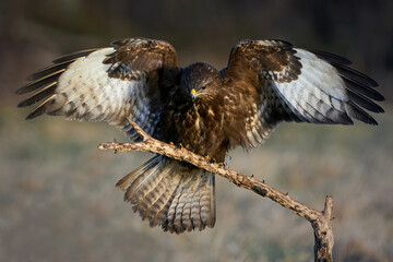 Common buzzard (Buteo buteo)