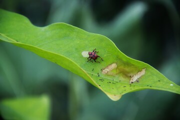 bug on leaf
