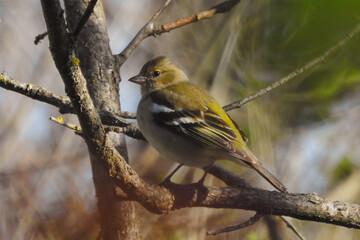 Fringuello (Fringilla coelebs) su ramo,primo piano 