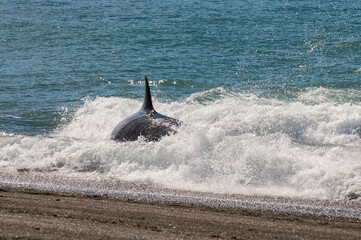 Killer whale hunting sea lions, Peninsula valdes, Patagonia Argentina