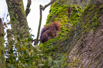Red squirrel on a branch