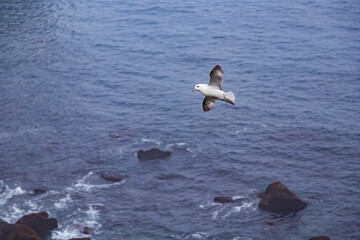 Hike from Arnarstapi to the Stone Bridge in the south of Iceland