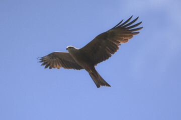 Nibbio bruno (Milvus migrans) in volo su sfondo cielo,silhouette in primo piano