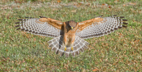 Red shouldered hawk Landing on prey in perfect light