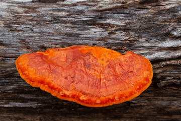 fomitopsidaceae on woody branches