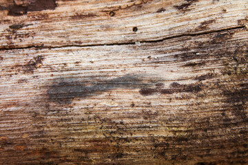 dead wood background
