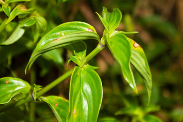 fresh mullugo gallium plant
