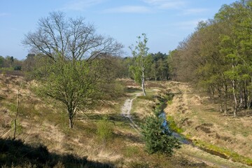 Nature reserve Wolfheze heath in the East of the Netherlands