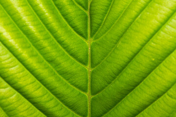 leaf background