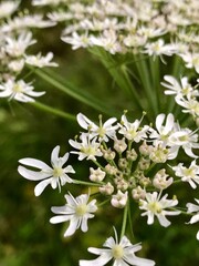 white flowers in the garden