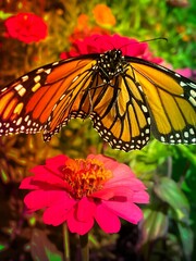 monarch butterfly on flower