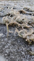 Cold ice in winter season weather. Beautiful frost ice crystals on grass in garden.