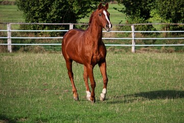 beautiful brown horse is running on the paddock