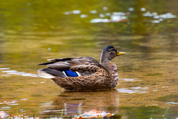 水面を泳ぐカルガモ