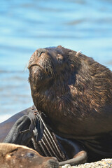 Male Sea Lion , Peninsula Valdes, Patagonia, Argentina