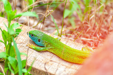 A green lizard is resting in the grass