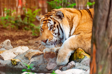 A tiger is drinking from a like