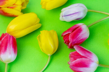 Floral pattern with various bright tulips on a green spring background.