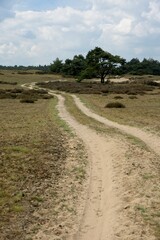 Obraz premium National Park de Hoge Veluwe in the East of the Netherlands