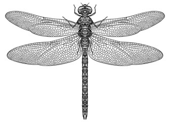 Engrave isolated dragonfly hand drawn graphic illustration