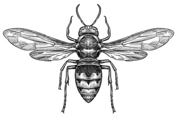 Engrave isolated wasp hand drawn graphic illustration