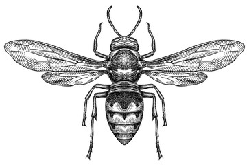 Engrave isolated wasp hand drawn graphic illustration