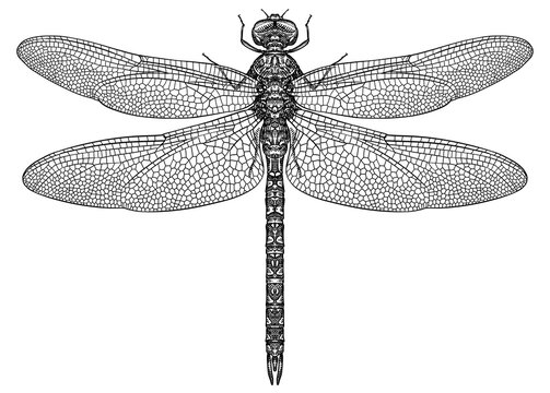 Engrave isolated dragonfly hand drawn graphic illustration