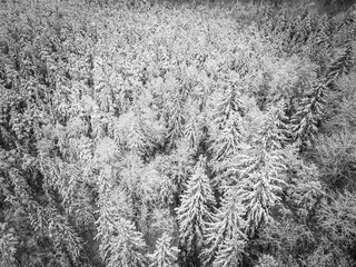 Snow covered forest with black and white color in Estonia