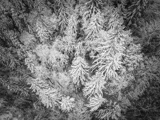 Snow covered forest with black and white color in Estonia