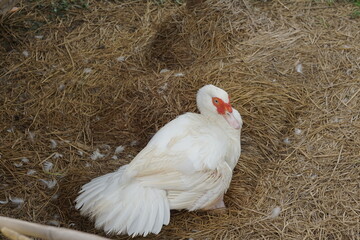 A white duck In the coop in Thailand