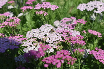 Fototapeta premium Schafgarbe