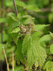 A large spider on a nettle stem